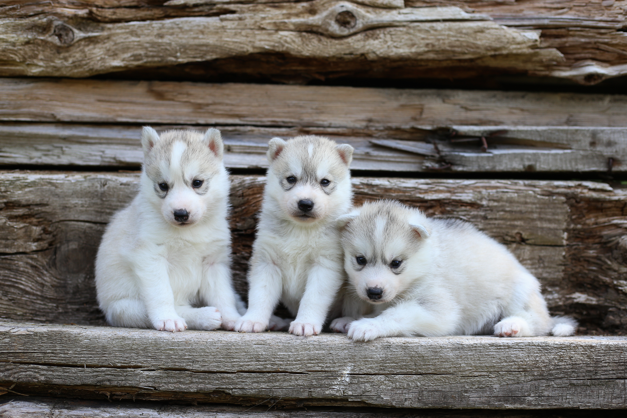 Koerte aretus - Paasiku koertemõis